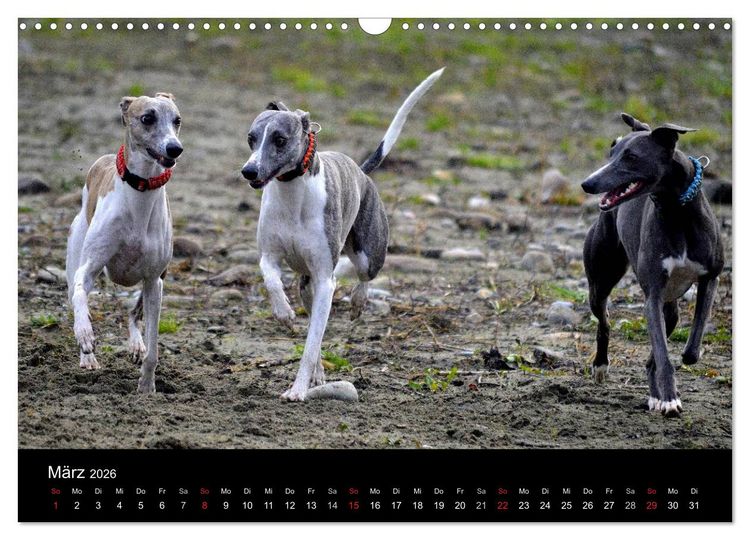 Produktbild: Whippets in Aktion (Wandkalender 2026 DIN A3 quer), CALVENDO Monatskalender