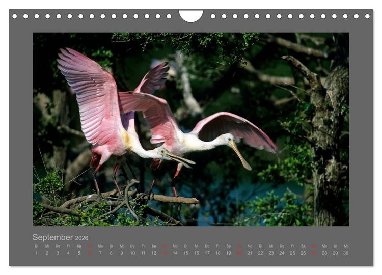 Produktbild: V&Ouml;GEL (Wandkalender 2026 DIN A4 quer), CALVENDO Monatskalender
