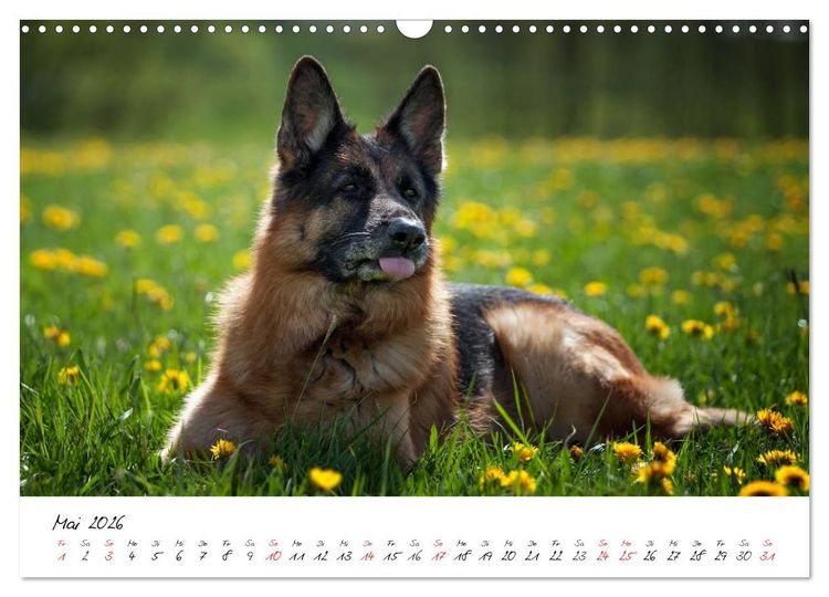 Produktbild: Deutsche Sch&auml;ferhunde - Liebenswerte Graunasen (Wandkalender 2026 DIN A3 quer), CALVENDO Monatskalender