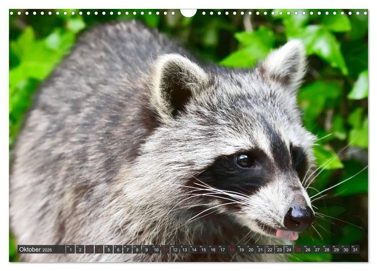 Produktbild: Besuch vom Waschb&auml;r (Wandkalender 2026 DIN A3 quer), CALVENDO Monatskalender