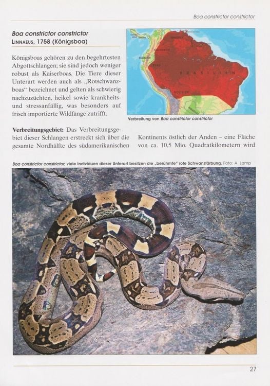 Produktbild: Boa constrictor