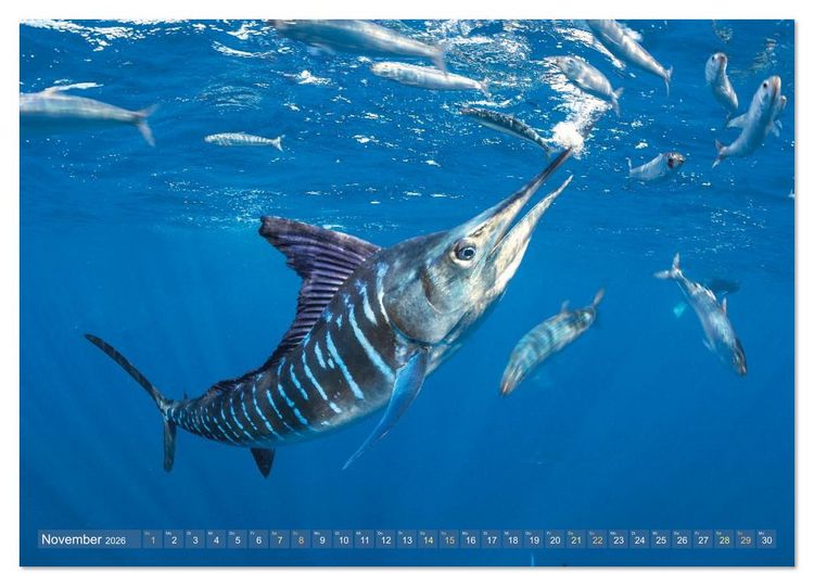 Produktbild: Tiere des Meeres: Faszination Tauchen (Wandkalender 2026 DIN A3 quer), CALVENDO Monatskalender