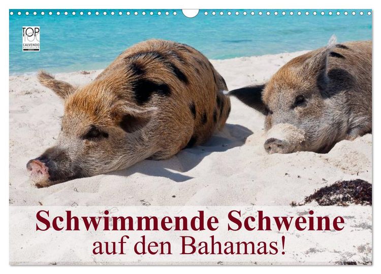 Produktbild: Schwimmende Schweine auf den Bahamas! (Wandkalender 2026 DIN A3 quer), CALVENDO Monatskalender
