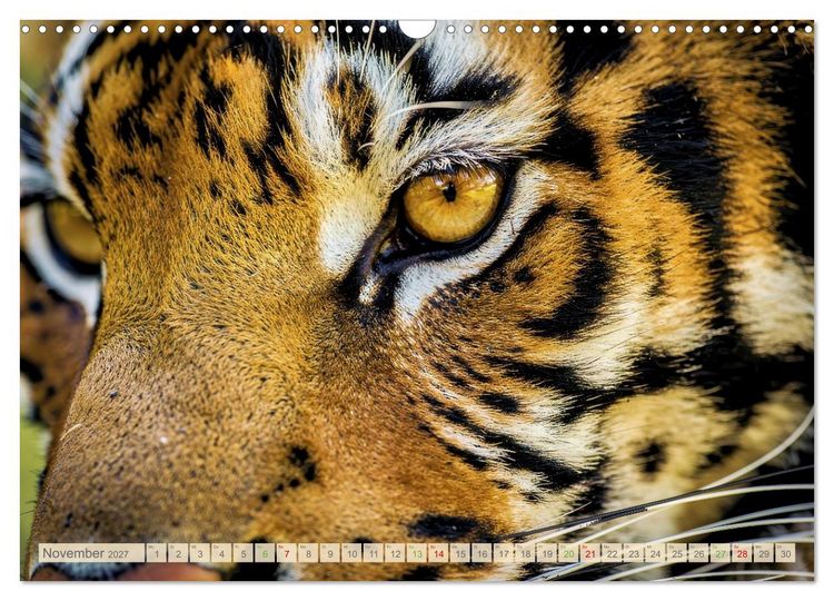 Produktbild: Die Augen der Wildnis (Wandkalender 2027 DIN A3 quer), CALVENDO Monatskalender