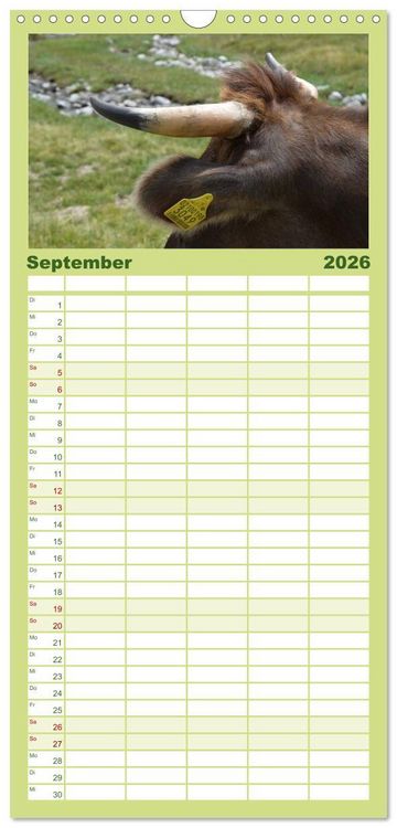 Produktbild: Familienplaner 2026 - K&uuml;he mit H&ouml;rnern mit 5 Spalten (Wandkalender, 21 x 45 cm) CALVENDO