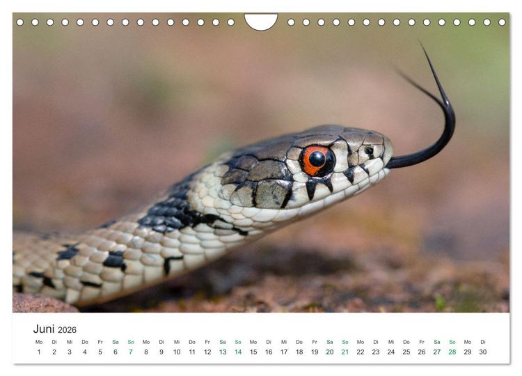 Produktbild: Schlangen - Portraits europ&auml;ischer Arten (Wandkalender 2026 DIN A4 quer), CALVENDO Monatskalender