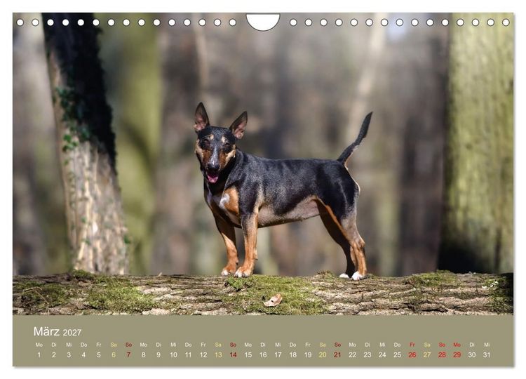 Produktbild: Bullterrier, liebenswerte Sturk&ouml;pfe (Wandkalender 2027 DIN A4 quer), CALVENDO Monatskalender