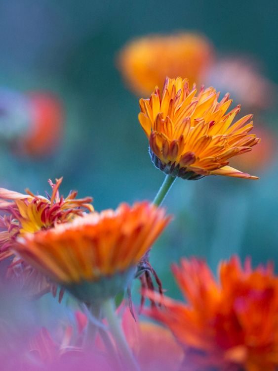 Produktbild: CALVENDO Puzzle Ringelblumen 1000 Teile Lege-Gr&ouml;&szlig;e 48 x 64 cm Foto-Puzzle Bild von Ulrike Adam