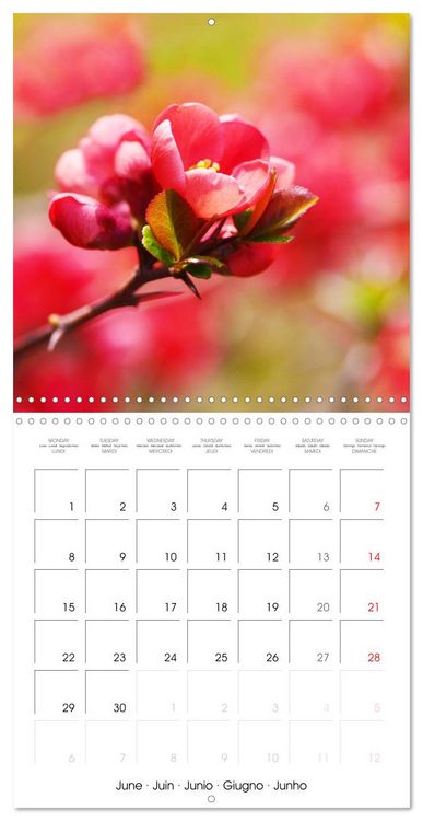 Produktbild: Arbres et arbustes la floraison (Calendrier mural carr&eacute; 2026 30x30 cm) Calendrier double avec une page pour vos prises de notes