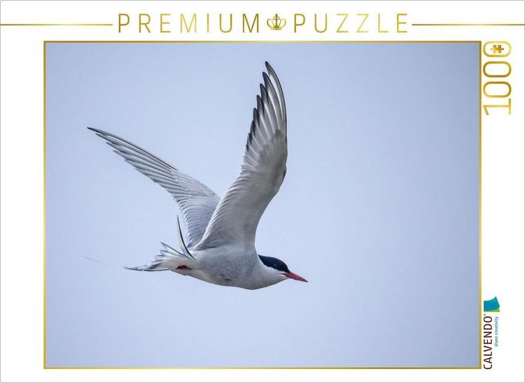 Produktbild: CALVENDO Puzzle K&uuml;stenseeschwalbe | 1000 Teile Lege-Gr&ouml;&szlig;e 64x48cm Foto-Puzzle f&uuml;r gl&uuml;ckliche Stunden