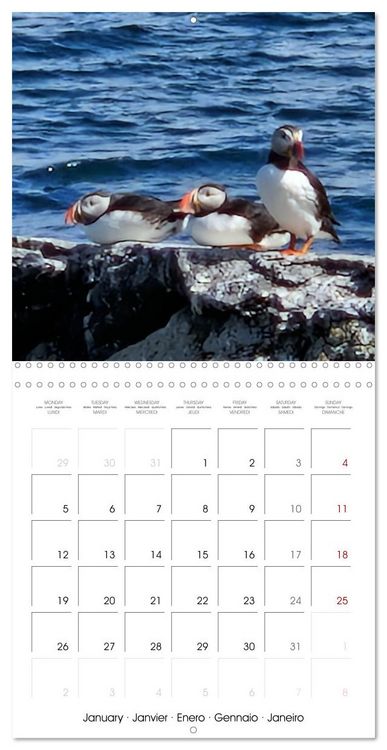 Produktbild: Puffin Pals (Wall Calendar 2026 12 &times; 12 Inch) CALVENDO 12 Month Wall Calendar