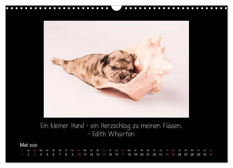 Produktbild: M&ouml;pse 2026 (Wandkalender 2026 DIN A3 quer), CALVENDO Monatskalender