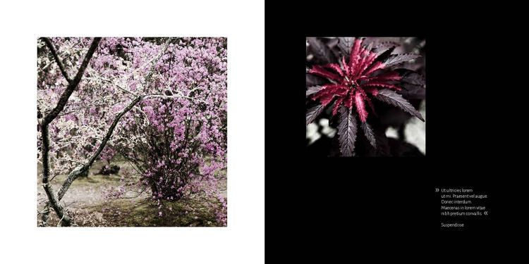 Produktbild: The Magic of Japanese Zen Gardens