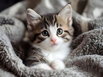Produktbild: CALVENDO Puzzle S&uuml;sse kleine Babykatze | 1000 Teile Lege-Gr&ouml;&szlig;e 64x48cm Foto-Puzzle f&uuml;r gl&uuml;ckliche Stunden