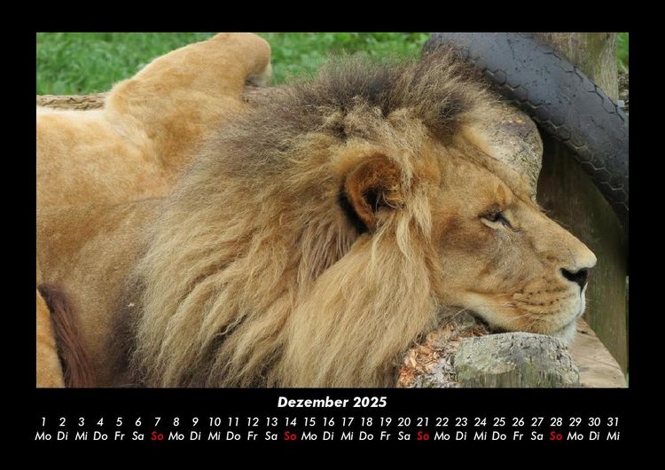 Produktbild: Tiere in der Wildnis 2025 Fotokalender DIN A3