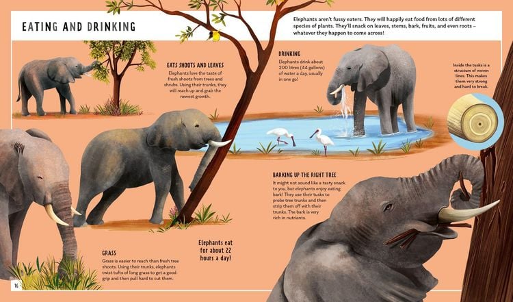Produktbild: African Elephant (Young Zoologist)