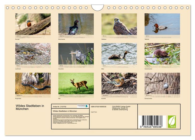 Produktbild: Wildes Stadtleben in M&uuml;nchen (Wandkalender 2026 DIN A4 quer), CALVENDO Monatskalender