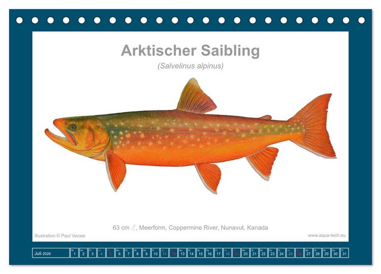 Produktbild: Fisch als Kunst 2026: Amerikanische Saiblinge (Tischkalender 2026 DIN A5 quer), CALVENDO Monatskalender