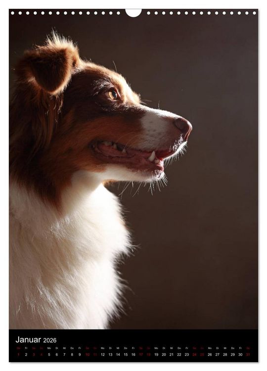 Produktbild: Geliebte Aussies - Australian Shepherds im Portrait (Wandkalender 2026 DIN A3 hoch), CALVENDO Monatskalender