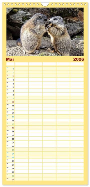 Produktbild: Familienplaner 2026 - Und ewig pfeift das Murmeltier mit 5 Spalten (Wandkalender, 21 x 45 cm) CALVENDO