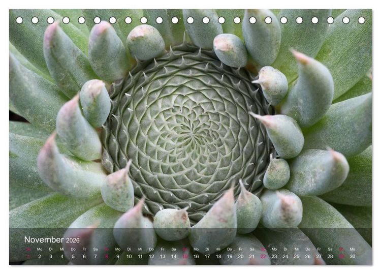 Produktbild: Sukkulenten in Haus und Garten (Tischkalender 2026 DIN A5 quer), CALVENDO Monatskalender