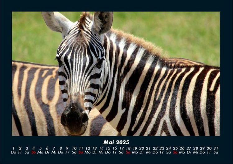 Produktbild: Zebrazauber 2025 Fotokalender DIN A4