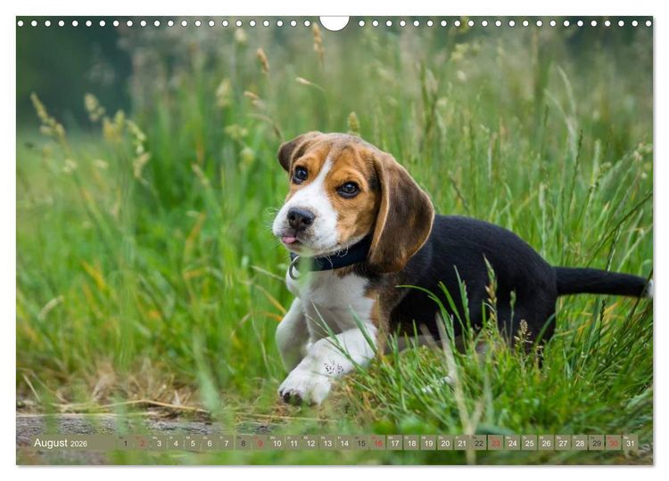 Produktbild: Beaglebabys auf Entdeckungstour (Wandkalender 2026 DIN A3 quer), CALVENDO Monatskalender