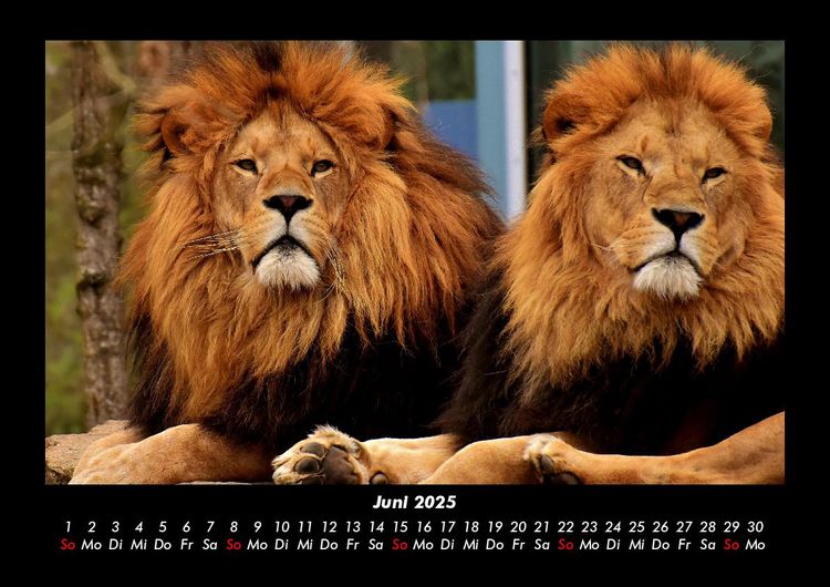Produktbild: L&ouml;wen in der Wildnis 2025 Fotokalender DIN A3