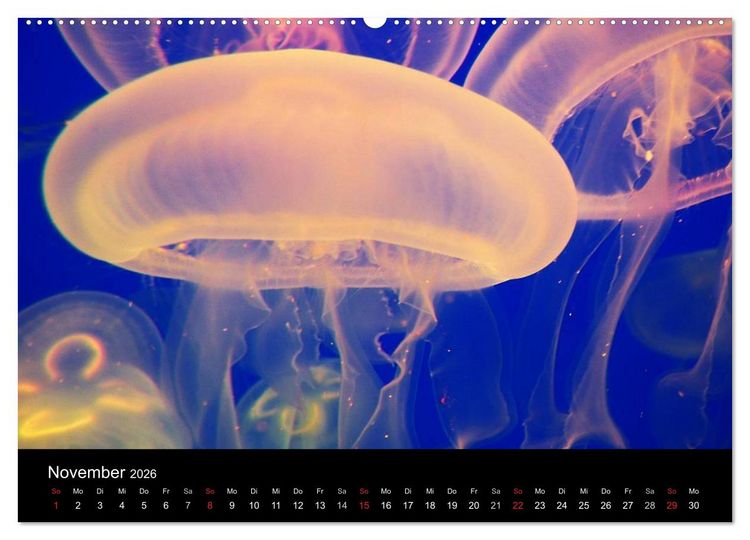 Produktbild: Quallen &bull; &Auml;therische Wunderwesen (hochwertiger Premium Wandkalender 2026 DIN A2 quer), Kunstdruck in Hochglanz