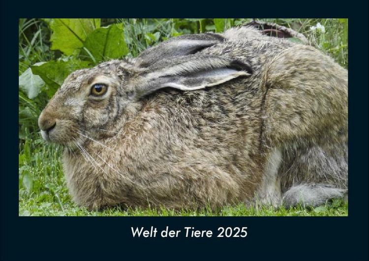 Produktbild: Welt der Tiere 2025 Fotokalender DIN A4