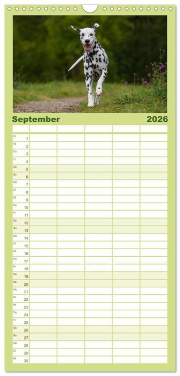 Produktbild: Familienplaner 2026 - Auf den Punkt - Dalmatiner mit 5 Spalten (Wandkalender, 21 x 45 cm) CALVENDO