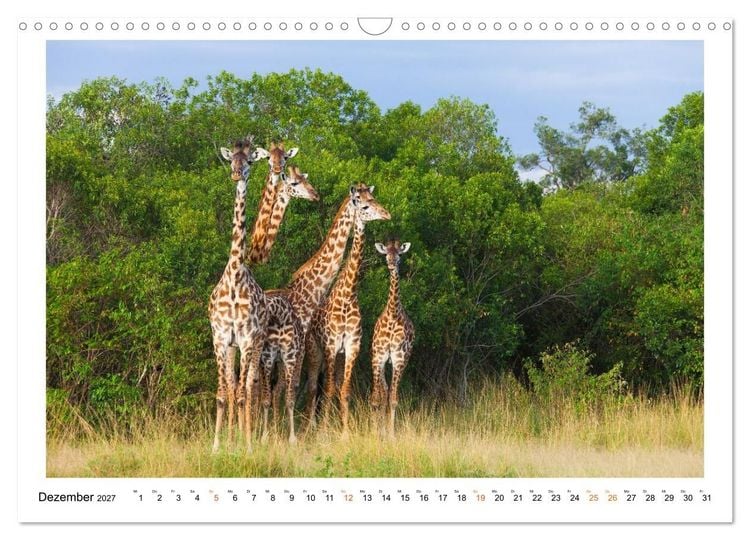 Produktbild: Afrika Wildlife-Fotografien (Wandkalender 2027 DIN A3 quer), CALVENDO Monatskalender