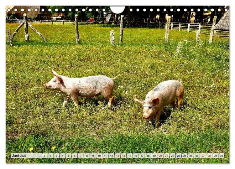 Produktbild: Fischland: zwischen Ostsee und Bodden (Wandkalender 2026 DIN A4 quer), CALVENDO Monatskalender