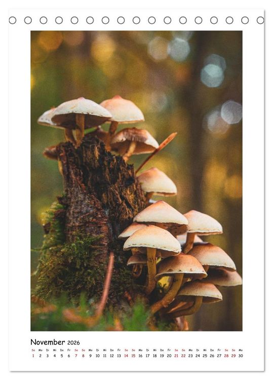 Produktbild: Bubble Bokeh (Tischkalender 2026 DIN A5 hoch), CALVENDO Monatskalender