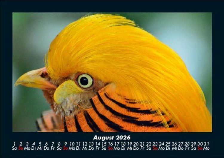 Produktbild: Welt der V&ouml;gel 2026 Fotokalender DIN A5