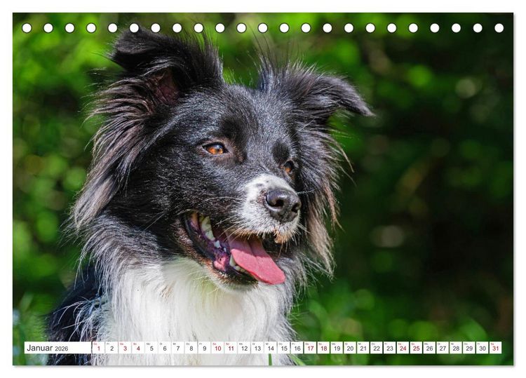 Produktbild: Border Collie - Das Universalgenie unter den Hunden (Tischkalender 2026 DIN A5 quer), CALVENDO Monatskalender