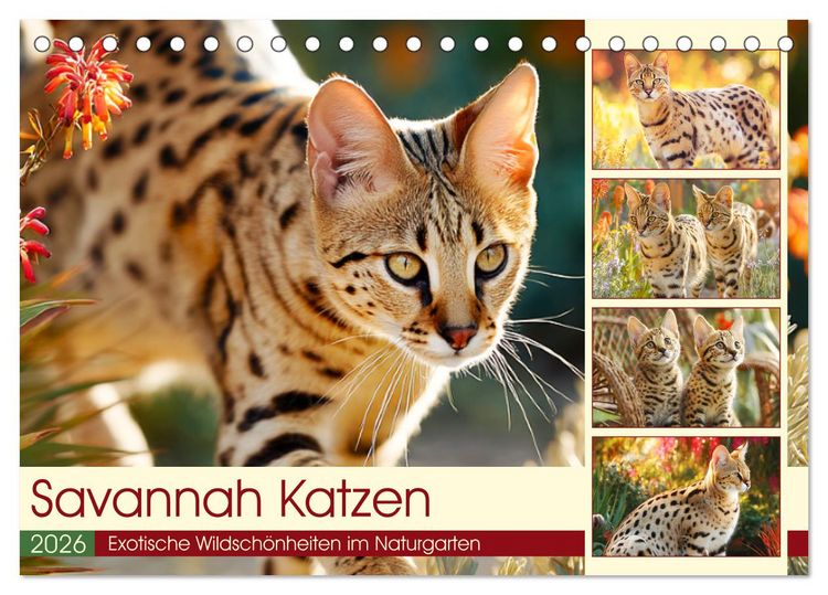 Produktbild: Savannah Katzen. Exotische Wildsch&ouml;nheiten im Naturgarten (Tischkalender 2026 DIN A5 quer), CALVENDO Monatskalender