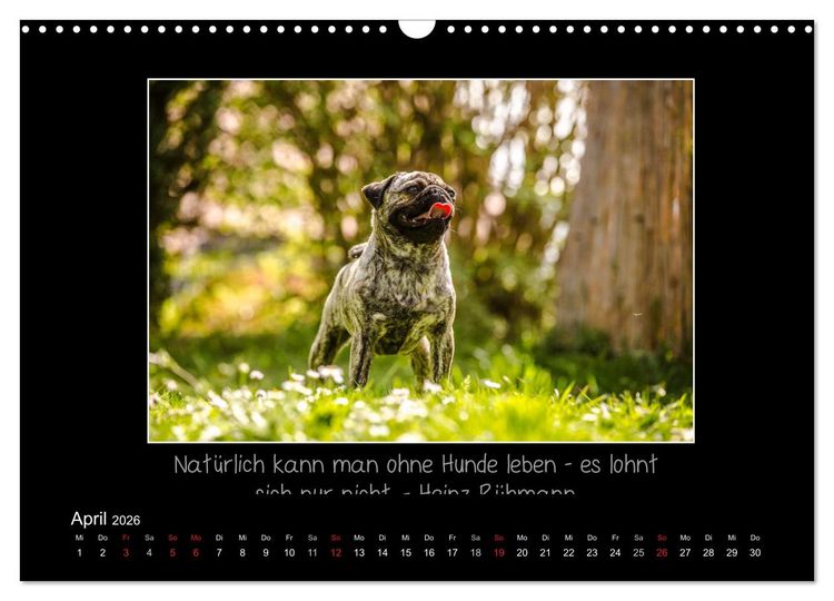 Produktbild: M&ouml;pse 2026 (Wandkalender 2026 DIN A3 quer), CALVENDO Monatskalender