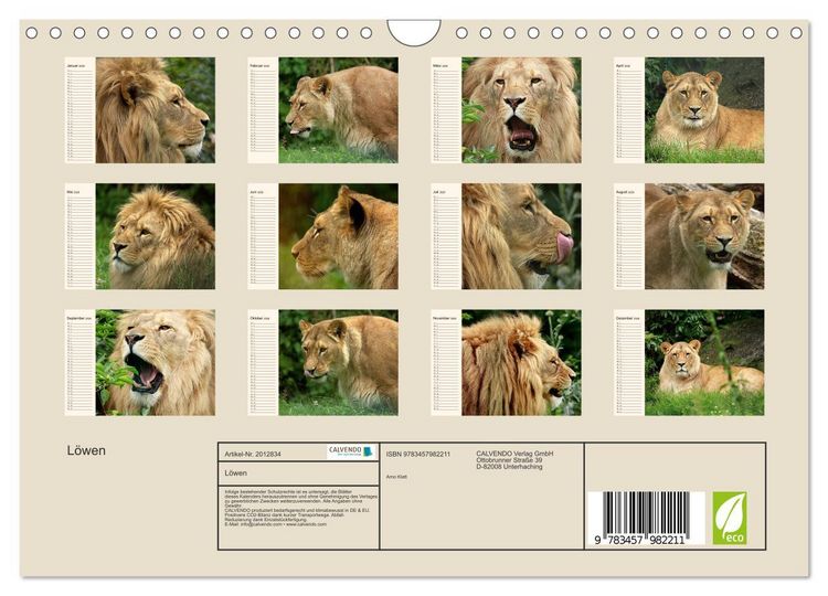 Produktbild: L&ouml;wen (Wandkalender 2026 DIN A4 quer), CALVENDO Monatskalender