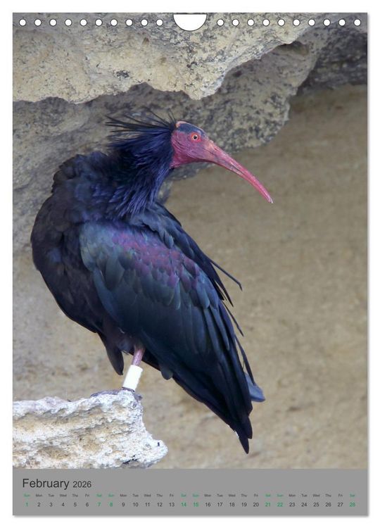 Produktbild: Wildlife of Spain (Wall Calendar 2026 DIN A4 portrait), CALVENDO 12 Month Wall Calendar