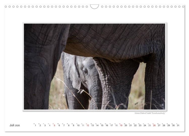 Produktbild: Emotionale Momente: Aus dem Leben der Elefanten. / CH-Version (Wandkalender 2026 DIN A3 quer), CALVENDO Monatskalender
