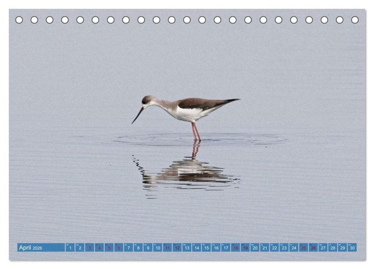 Produktbild: V&ouml;gel der Algarve (Tischkalender 2026 DIN A5 quer), CALVENDO Monatskalender