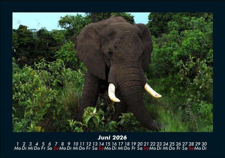 Produktbild: Elefanten - Die sanften Riesen Afrikas 2026 Fotokalender DIN A5