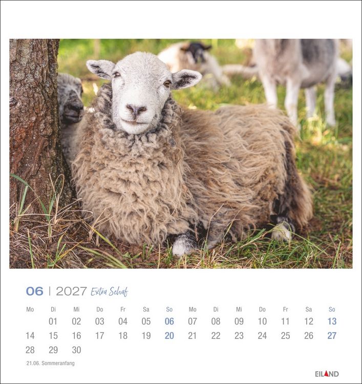 Produktbild: Extra Schaf Postkartenkalender 2027
