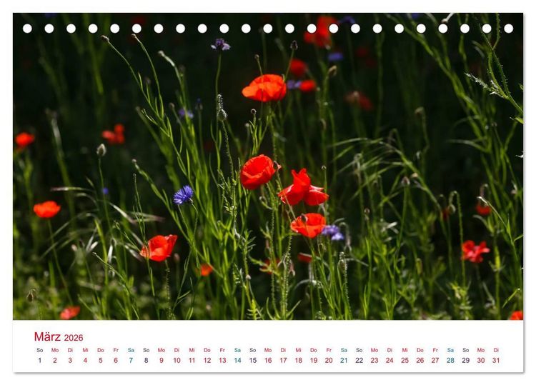 Produktbild: Mohnblumen (Tischkalender 2026 DIN A5 quer), CALVENDO Monatskalender