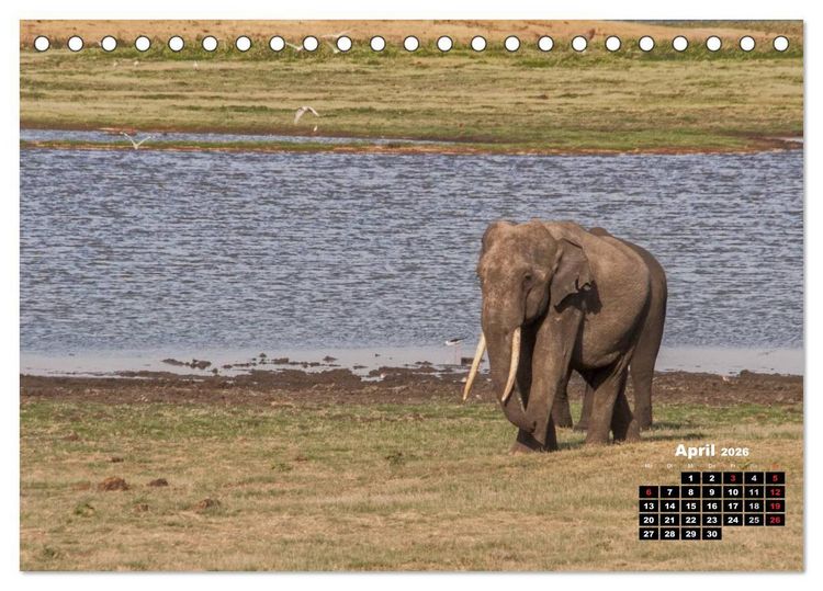 Produktbild: Bedrohte Riesen - Elefanten in Sri Lanka (Tischkalender 2026 DIN A5 quer), CALVENDO Monatskalender