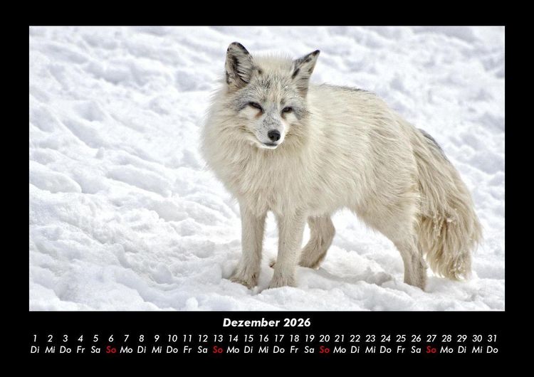 Produktbild: Waldbewohner 2026 Fotokalender DIN A3
