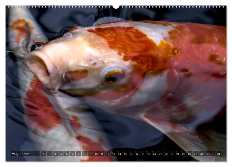 Produktbild: Nishikigoi &ndash; Koikarpfen in ihrer Welt (Wandkalender 2026 DIN A2 quer), CALVENDO Monatskalender