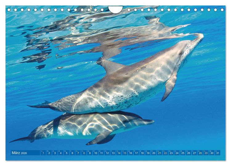 Produktbild: Delfine: Elegante Wellenreiter (Wandkalender 2026 DIN A4 quer), CALVENDO Monatskalender