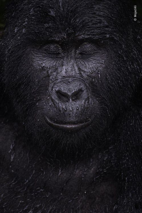 Produktbild: Wildlife Fotografien des Jahres &ndash; Portfolio 31